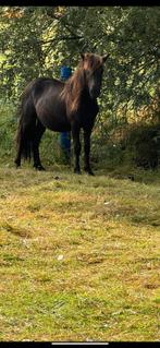 2 kleine a pony’s, Dieren en Toebehoren, Pony's, Gechipt, 0 tot 2 jaar, Hengst, A pony (tot 1.17m)