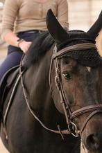 recreatie-/springpaard, Dieren en Toebehoren, Paarden, Merrie, Springpaard, Gechipt, L