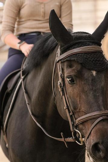 recreatie-/springpaard beschikbaar voor biedingen