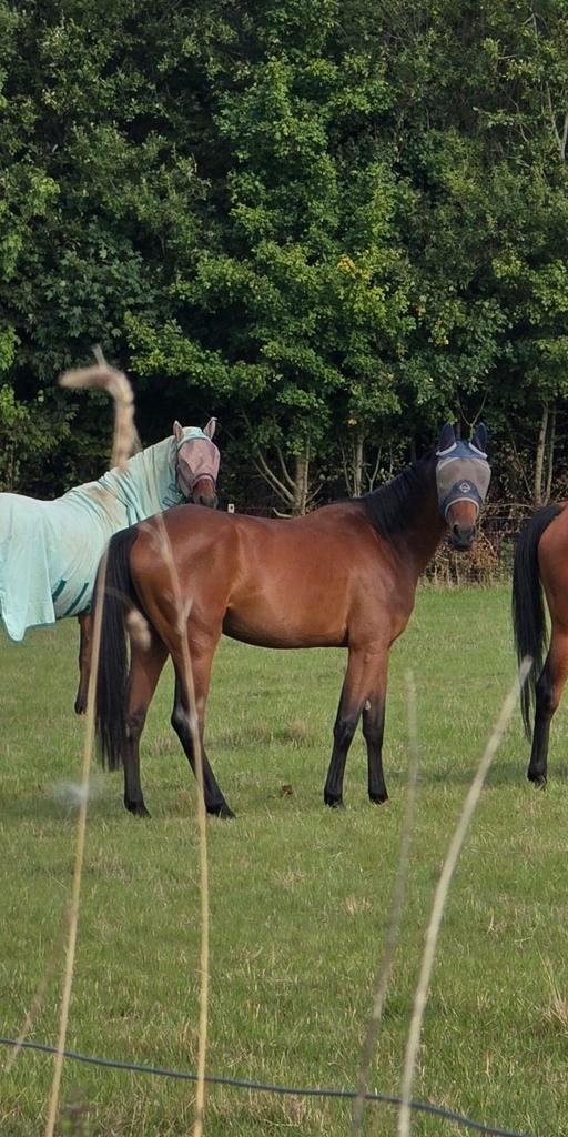 2j merrie ermitage Kalone/ 3j merrie pegase vant ruytershof, Animaux & Accessoires, Chevaux, Jument, Non dressé, Cheval de saut