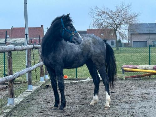 2 jonge hengsten , top papier !, Dieren en Toebehoren, Paarden, Hengst, Onbeleerd, 165 tot 170 cm, 0 tot 2 jaar, Springpaard, Met stamboom