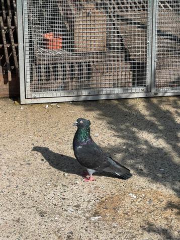 High Flyers à vendre, Animaux & Accessoires, Oiseaux | Pigeons, Plusieurs animaux, Autres espèces