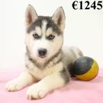 Husky Sibérien - chiots Belges à vendre, Animaux & Accessoires, Commerçant, Autres races, 8 à 15 semaines, Plusieurs