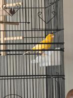 Kanarie man te koop - mooie zanger, Mâle, Canari de couleur