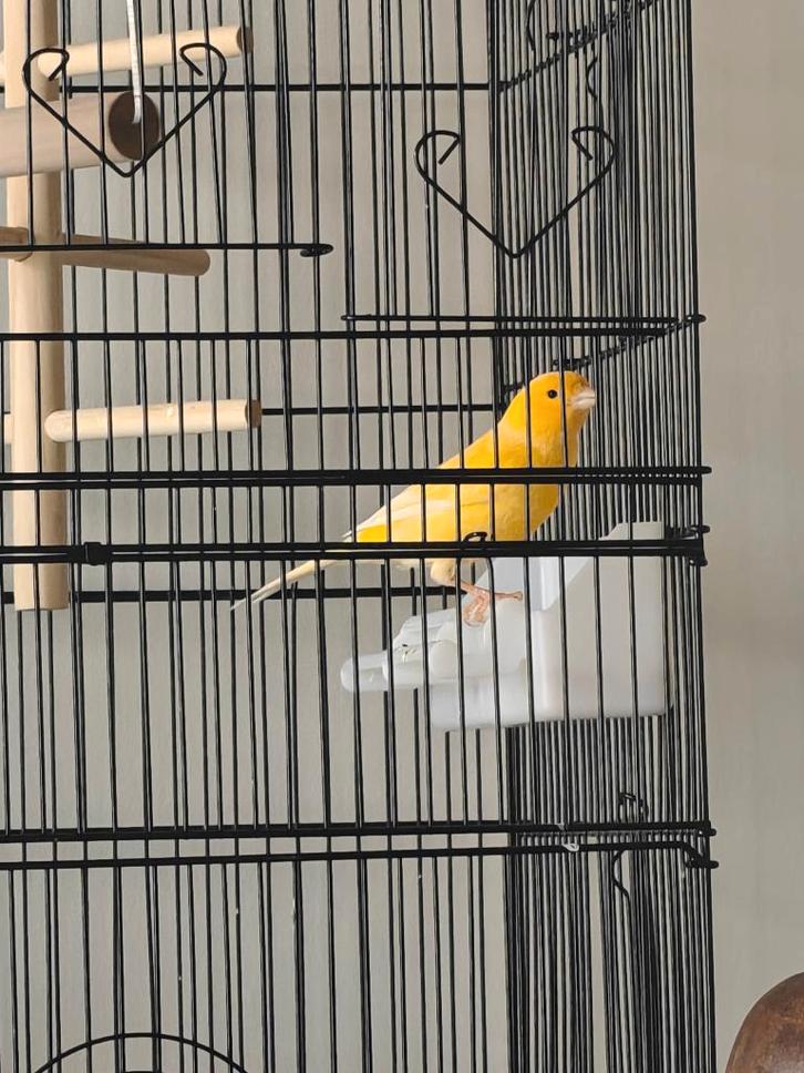 Kanarie man te koop - mooie zanger, Animaux & Accessoires, Oiseaux | Canaris, Canari de couleur, Mâle