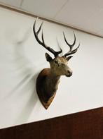 Antiek opgezette Edelhert hert, Ophalen of Verzenden
