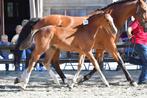 Merrieveulen Aganix x Toulon x Darco, Dieren en Toebehoren, Paarden, Merrie, Springpaard, 0 tot 2 jaar