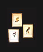 Trois Impressions D’oiseaux Tropicaux Par Barraband, Enlèvement ou Envoi