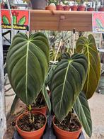 Philodendron melanochrysum, Huis en Inrichting, Ophalen