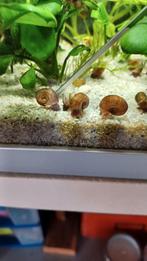 Posthoornslakken, Dieren en Toebehoren, Ophalen, Zo goed als nieuw