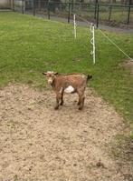 Prachtig jong dwerg bokje bok met maanvlekken maanvlek, Dieren en Toebehoren, Mannelijk, Geit, 0 tot 2 jaar