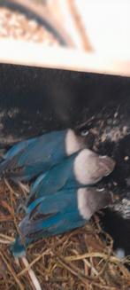 Personatas, Dieren en Toebehoren, Pluimvee
