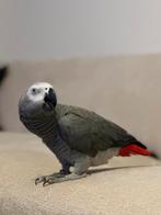 Gris du gabon mal 5ans apprivoiser Excelente sante doc ok, Mannelijk, Papegaai, Pratend