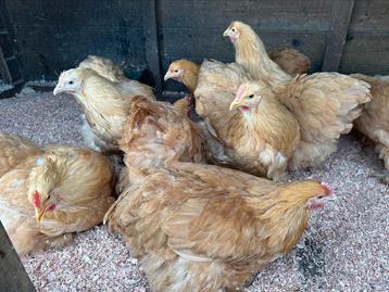 Grote cochin buff beschikbaar voor biedingen