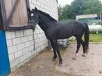 Welsh cob mix hengst, Dieren en Toebehoren, Paarden, Springpaard, Minder dan 160 cm, Gechipt, 7 tot 10 jaar