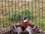 fazanten, Dieren en Toebehoren, Pluimvee, Mannelijk, Overige soorten