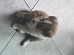 sheltie puppy teefje mogen nest verlaten, Fokker | Hobbymatig, 8 tot 15 weken, Meerdere, Sheepdog