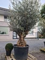 Olijfboom Olea Europaea Bonsai, Ophalen, Olijfboom