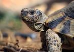 Schildpad geboren in 2023, 2022 en 2021, Dieren en Toebehoren, Reptielen en Amfibieën, Overige soorten