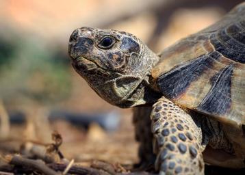 Schildpad geboren in 2023, 2022 en 2021