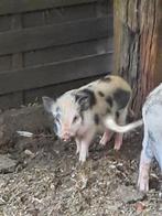 Gottinger mini varkentje, Mannelijk, Varken, 0 tot 2 jaar