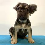 FLUFFY Franse Bulldog (reu) pup te koop, Dieren en Toebehoren, 15 weken tot 1 jaar, Buitenland, CDV (hondenziekte), Eén hond