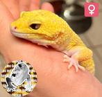 Gecko léopard - femelle, Dieren en Toebehoren, Reptielen en Amfibieën | Toebehoren