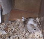 6 jonge gerbil pups, Décembre, Domestique, Autres types, Plusieurs animaux