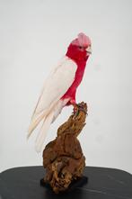 Opgezette Witte Kaketoe - Wildernis Atelier, Verzamelen, Ophalen of Verzenden, Nieuw, Vogel, Opgezet dier