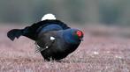 Gezocht koppel korhoenders, Dieren en Toebehoren, Meerdere dieren, Wildzangvogel, Geringd