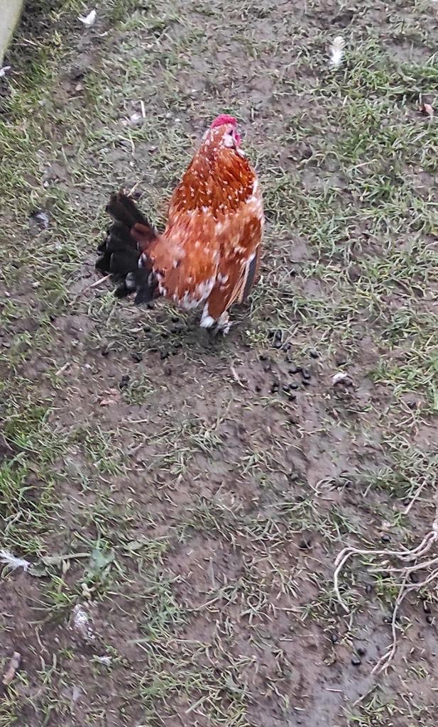 Haantje, Dieren en Toebehoren, Pluimvee