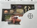 Anatomie varken 4D vision Bayer Bayer, Diversen, Schoolbenodigdheden, Ophalen, Nieuw