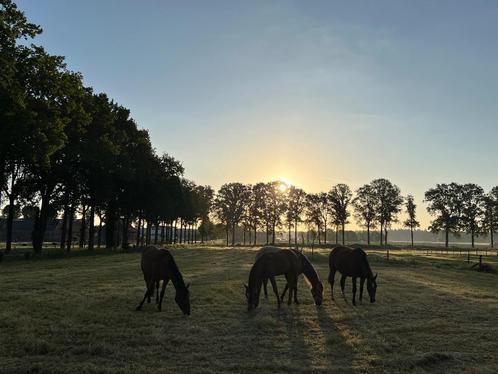 Stalling te huur ( Houthulst), Dieren en Toebehoren, Stalling en Weidegang, Stalling, Weidegang, 2 of 3 paarden of pony's