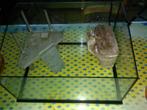 terrarium, Animaux & Accessoires, Reptiles & Amphibiens | Accessoires, Enlèvement, Utilisé, Terrarium ou Paludarium