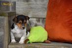 Jack Russell pupjes, Dieren en Toebehoren, Honden | Jack Russells en Terriërs, België, Jack Russell Terriër, CDV (hondenziekte)