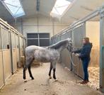 PRE jaarling hengst, Gechipt, Niet van toepassing, Dressuurpaard, 0 tot 2 jaar