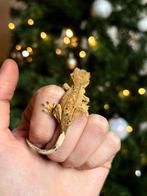 Wimpergekko nakweek, Dieren en Toebehoren, Hagedis, Tam, 0 tot 2 jaar