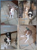 Lieve border collie pups op boerderij ouders aanwezig, Dieren en Toebehoren, Honden | Herdershonden en Veedrijvers, België, CDV (hondenziekte)