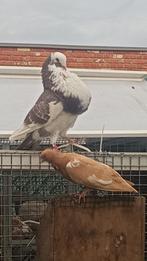 Meerdere kroppers, Dieren en Toebehoren, Vogels | Duiven, Meerdere dieren, Kropper