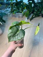 Philodendron Peltatum, Ophalen of Verzenden