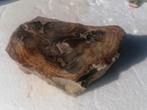 830 gram zware fossiel hout Autun versteend €38 Frankrijk, Verzamelen, Ophalen of Verzenden, Fossiel