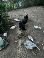 Kippen 2 jaar, Dieren en Toebehoren