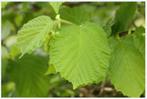 Corylus avellana - Hazelaar, Tuin en Terras, Ophalen