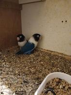 Een bewezen kweekpoppel personata's