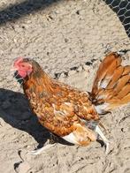 Sebright krielkip 2025, Dieren en Toebehoren, Pluimvee, Kip