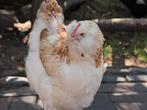 Faverolles kippen jonge hennen beschikbaar, Dieren en Toebehoren, Pluimvee, Vrouwelijk, Kip
