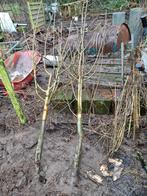 Appelboom elsstar, Tuin en Terras, Planten | Fruitbomen, Ophalen, Appelboom