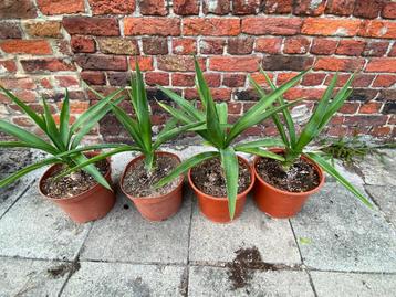 Yucca palmlelie beschikbaar voor biedingen