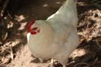 Witte leghorn en sussex kippen beschikbaar, Dieren en Toebehoren, Pluimvee, Meerdere dieren, Kip