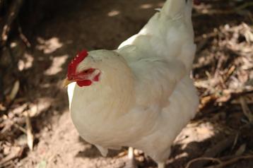 Witte leghorn en sussex kippen beschikbaar beschikbaar voor biedingen
